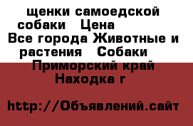 щенки самоедской собаки › Цена ­ 25 000 - Все города Животные и растения » Собаки   . Приморский край,Находка г.